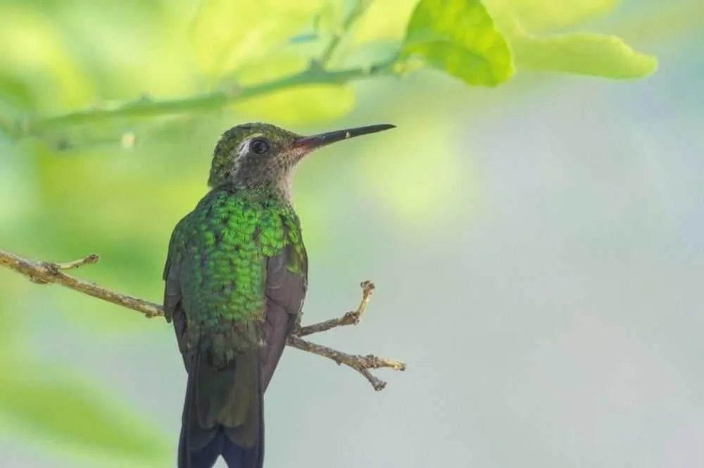 ¿Qué es el algoritmo Hummingbird? — Digitalvar